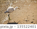 White egret walking along sandy shoreline in Egypt, coastal bird searching for prey in shallow sea water 135522401