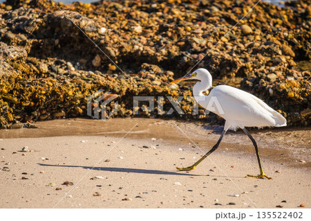 White egret walking along sandy shoreline with long shadow, shallow waves, and rocky coastal background, wildlife scene with calm seaside mood 135522402
