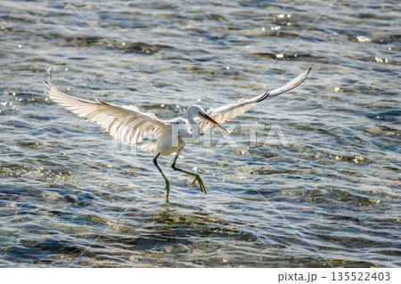 White egret spreading wings in shallow sea water in Egypt, coastal bird preparing to take off while hunting fish over sparkling surface 135522403