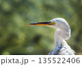 Close up portrait of white egret head and long beak against soft green background 135522406