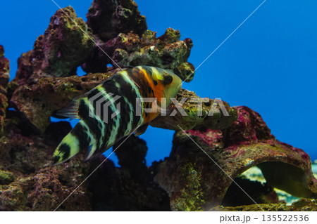 Cheilinus fasciatus or red-breasted wrasse Cheilinus fasciatus or red-breasted wrasse 135522536