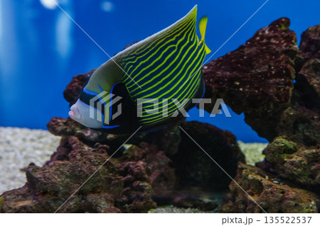Pomacanthus imperator or emperor angelfish Pomacanthus imperator or emperor angelfish 135522537