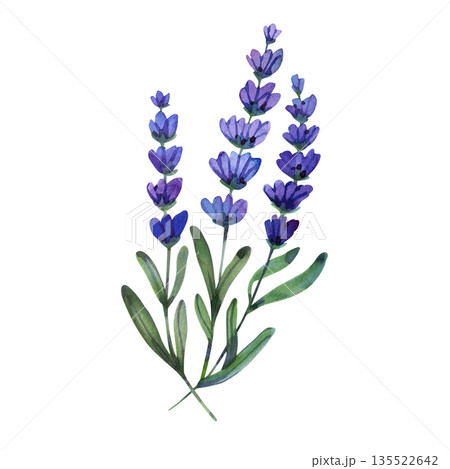 Delicate watercolor illustration of purple lavender sprigs with green leaves. Hand-painted botanical element with soft textures, perfect for aromatherapy, wellness, and romantic garden-themed designs. Delicate watercolor illustration of purple lavender sprigs with green leaves. Hand-painted botanical element with soft textures, perfect for aromatherapy, wellness, and romantic garden-themed designs. 135522642