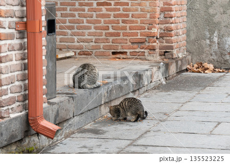 Two tabby cats eat dry food on stone pavement near brick wall, metal downspout, muted urban colors, natural light create candid everyday mood Two tabby cats eat dry food on stone pavement near brick wall, metal downspout, muted urban colors, natural light create candid everyday mood 135523225