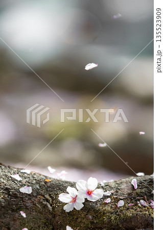 枝に舞い落ちた桜の花びら_縦 135523909