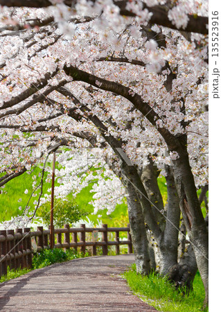 桜のトンネルが続く春の散策路_縦 135523916