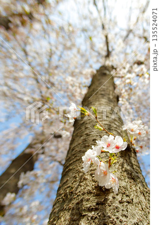 桜の幹の桜の花|クローズアップ|縦 桜の幹の桜の花|クローズアップ|縦 135524071