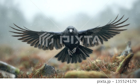 Dramatic Black Raven Flying with Spread Wings in Misty Natural Landscape Dramatic Black Raven Flying with Spread Wings in Misty Natural Landscape 135524170