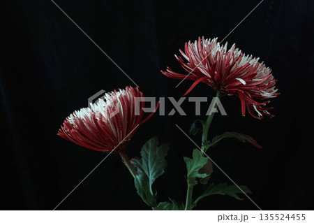 黒背景の赤い菊 135524455