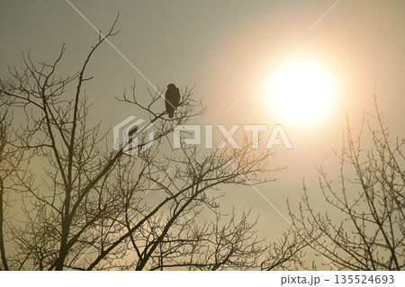 枝に止まる鷲と太陽 135524693