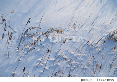 冬の枯れ草 135524699