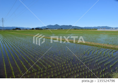田植え2週間後の水田 田植え2週間後の水田 135524796