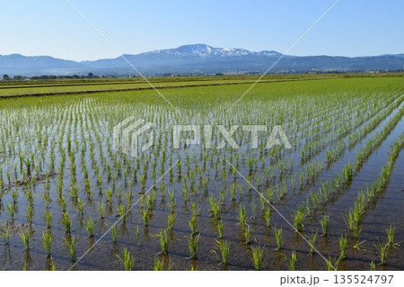 田植え2週間後の水田 135524797