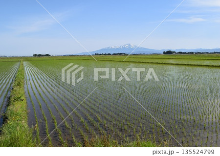 田植え2週間後の水田 田植え2週間後の水田 135524799