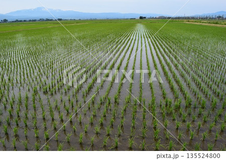 田植え2週間後の水田 田植え2週間後の水田 135524800