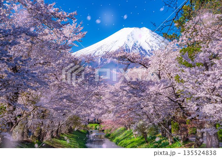 【桜吹雪】忍野村の桜と富士山と桜吹雪【山梨県】 135524838
