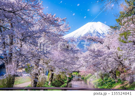 【桜吹雪】忍野村の桜と富士山と桜吹雪【山梨県】 【桜吹雪】忍野村の桜と富士山と桜吹雪【山梨県】 135524841