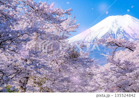 【桜吹雪】忍野村の桜と富士山と桜吹雪【山梨県】 【桜吹雪】忍野村の桜と富士山と桜吹雪【山梨県】 135524842