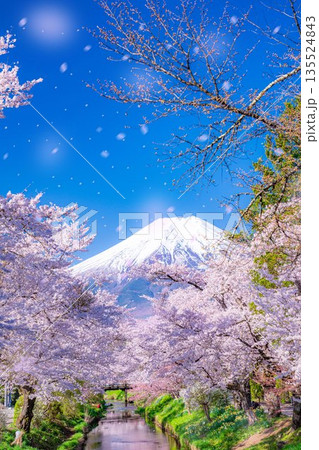 【桜吹雪】忍野村の桜と富士山と桜吹雪【山梨県】 135524843