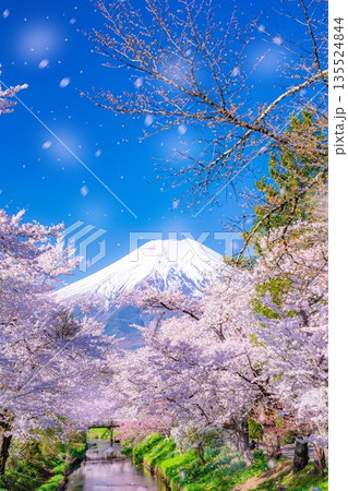 【桜吹雪】忍野村の桜と富士山と桜吹雪【山梨県】 【桜吹雪】忍野村の桜と富士山と桜吹雪【山梨県】 135524844