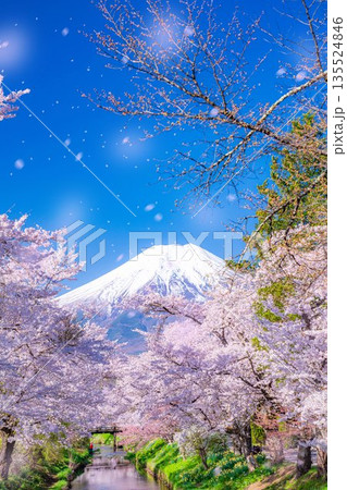 【桜吹雪】忍野村の桜と富士山と桜吹雪【山梨県】 【桜吹雪】忍野村の桜と富士山と桜吹雪【山梨県】 135524846