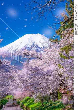 【桜吹雪】忍野村の桜と富士山と桜吹雪【山梨県】 135524847