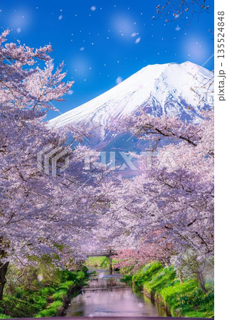 【桜吹雪】忍野村の桜と富士山と桜吹雪【山梨県】 【桜吹雪】忍野村の桜と富士山と桜吹雪【山梨県】 135524848