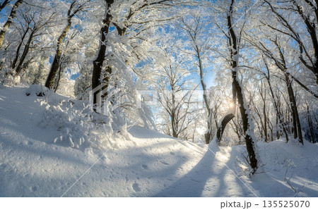Fairy snowy forest in beautiful winter at golden sunset Fairy snowy forest in beautiful winter at golden sunset 135525070