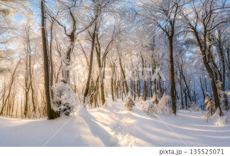 Fairy snowy forest in beautiful winter at sunrise. Landscape Fairy snowy forest in beautiful winter at sunrise. Landscape 135525071