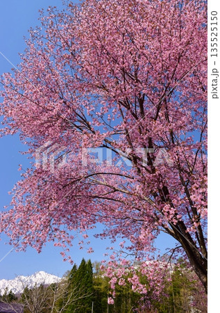 白馬村 春の風景 白馬村 春の風景 135525150