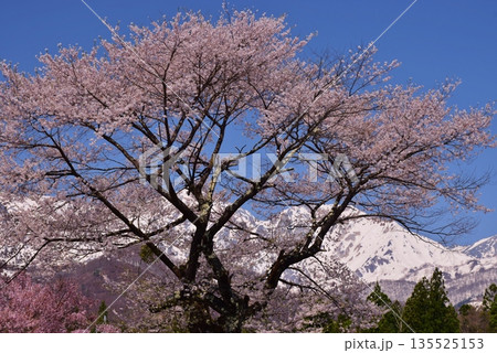 白馬村 春の風景 白馬村 春の風景 135525153