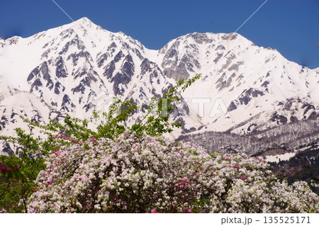 白馬村　春の風景 135525171