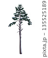 Pine tree. Watercolor illustration of pine trees covered snow isolated on a white background. Isolated of Pine covered in snow. Tree of Snowy forest for design, invitation or postcard 135525189