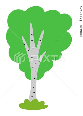 Vector green birch tree icon isolated on white background. Garden or forest plant with twigs and leaves. Flat spring, Easter village or farm illustration. Natural greenery picture Vector green birch tree icon isolated on white background. Garden or forest plant with twigs and leaves. Flat spring, Easter village or farm illustration. Natural greenery picture 135525251