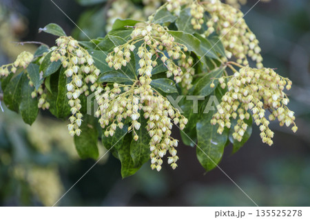 春の森に咲く白い馬酔木の花 春の森に咲く白い馬酔木の花 135525278