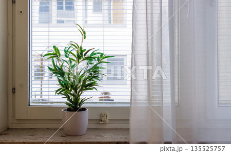 Artificial potted green plant on windowsill with blinds and curtain in daylight Artificial potted green plant on windowsill with blinds and curtain in daylight 135525757