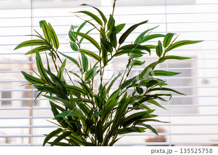 Close up of artificial houseplant in front of window blinds in daylight Close up of artificial houseplant in front of window blinds in daylight 135525758