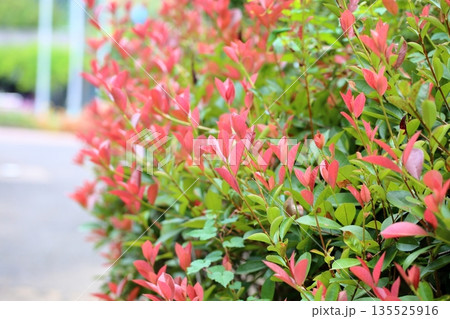 赤い葉が綺麗 ベ二カナメモチ 赤い葉が綺麗 ベ二カナメモチ 135525916