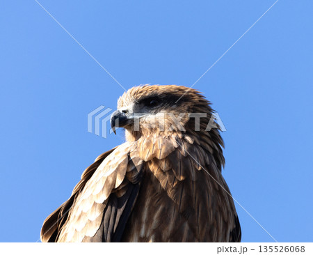 青空と猛禽類である鳶のシンプルな風景 135526068