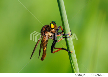 美しい緑色の複眼を持ったアオメアブ 135526600