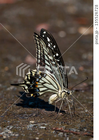 都会から山地まで、様々な場所で見ることが出来る身近な アゲハチョウ 都会から山地まで、様々な場所で見ることが出来る身近な アゲハチョウ 135526728