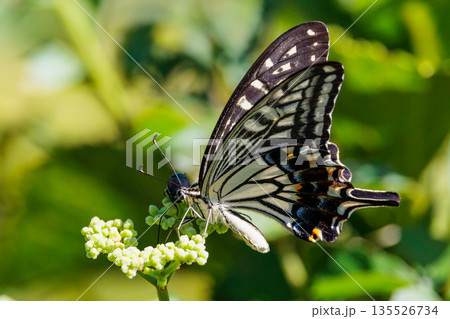 都会から山地まで、様々な場所で見ることが出来る身近な　アゲハチョウ 135526734