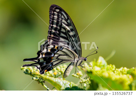 都会から山地まで、様々な場所で見ることが出来る身近な　アゲハチョウ 135526737