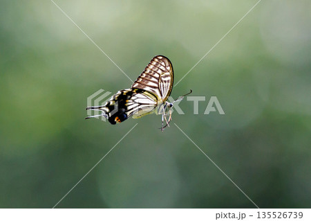 都会から山地まで、様々な場所で見ることが出来る身近な アゲハチョウ 都会から山地まで、様々な場所で見ることが出来る身近な アゲハチョウ 135526739