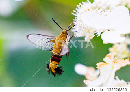 透明な翅を持って日中に活動する蛾の一種オオスカシバ 135526836