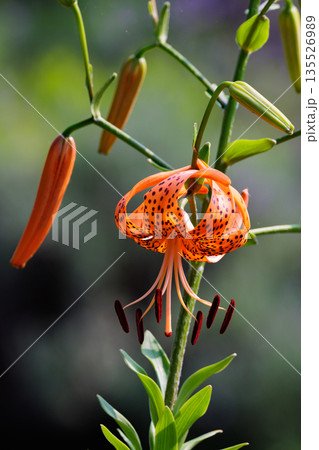 大輪の花を咲かせて珠芽（むかご）を付ける花　オニユリ 135526989