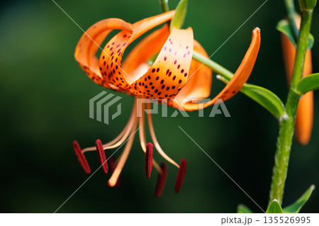 大輪の花を咲かせて珠芽(むかご)を付ける花 オニユリ 大輪の花を咲かせて珠芽(むかご)を付ける花 オニユリ 135526995