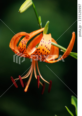大輪の花を咲かせて珠芽（むかご）を付ける花　オニユリ 135526997