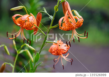 大輪の花を咲かせて珠芽（むかご）を付ける花　オニユリ 135526999