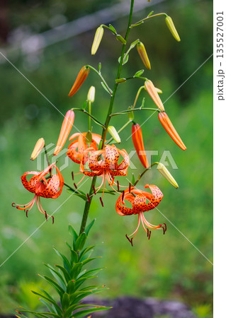 大輪の花を咲かせて珠芽（むかご）を付ける花　オニユリ 135527001